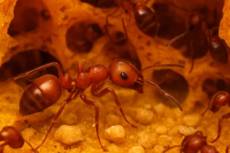 Solenopsis meikleana