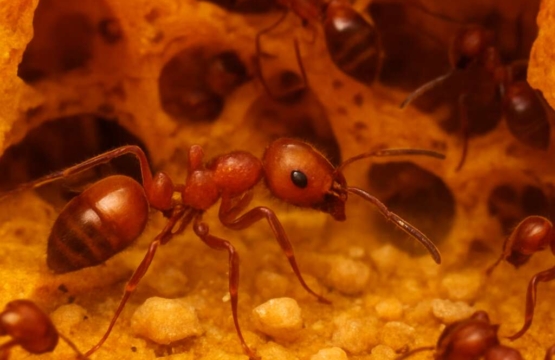 Solenopsis meikleana